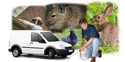 Queensbury local van